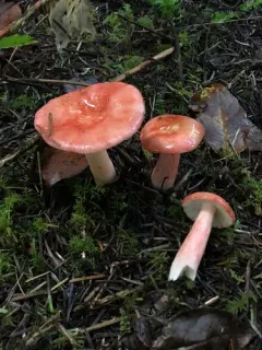 Russula americana thumbnail 3