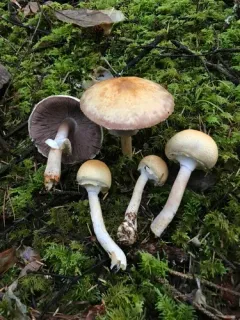 Agaricus smithianus thumbnail 4
