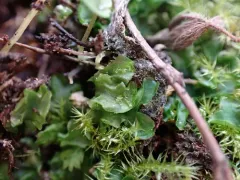 Irish Ruffwort thumbnail 3