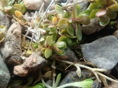 Regel's Chickweed thumbnail 2
