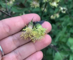 tasselflower brickellia thumbnail 2