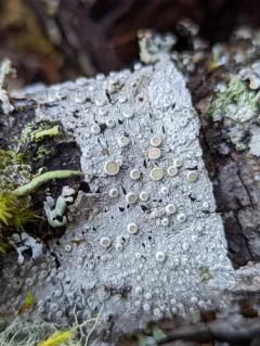 Smooth Saucer Lichen thumbnail 2