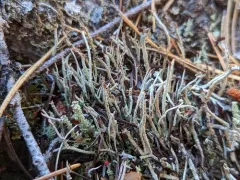 frosted cup lichen thumbnail 3