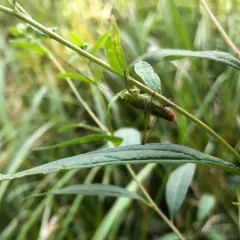 Short-winged Meadow Katydid thumbnail 4