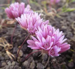 Cascade onion thumbnail 2