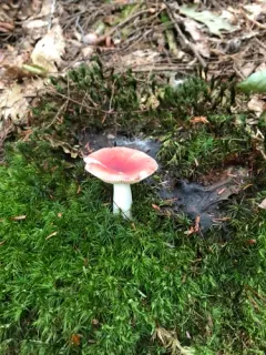emetic russula thumbnail 3