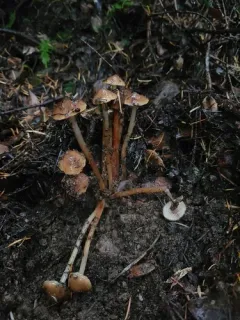 Phaeocollybia scatesiae thumbnail 2