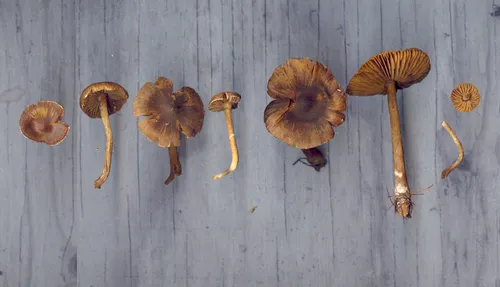 Cortinarius sphagnoravus