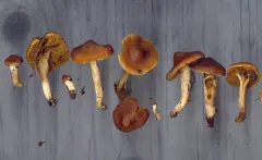 Cortinarius parvoacetosus thumbnail 1