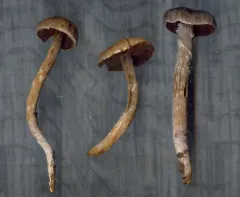 Cortinarius lindstroemii thumbnail 2