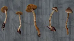 Cortinarius pilatii thumbnail 2