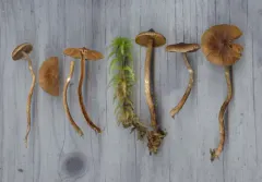 Cortinarius pelargoniostriatulus thumbnail 2