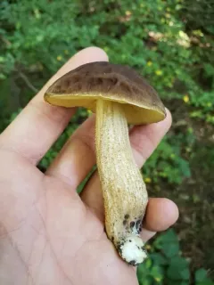 Saffron Bolete thumbnail 3