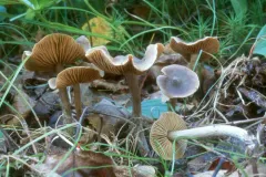 Cortinarius fuscodiscus thumbnail 3