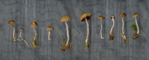 Cortinarius cedrinus