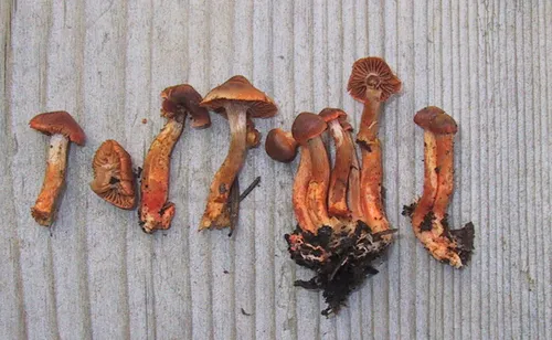 Cortinarius subminiatopus