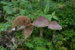 Cortinarius orasericeus thumbnail 2