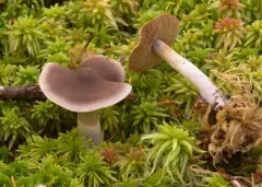 Cortinarius kauffmanianus thumbnail 1