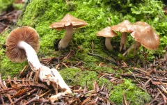 Cortinarius caesioarmeniacus thumbnail 1