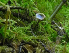 Cortinarius americanus thumbnail 2