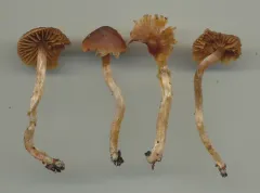 Cortinarius aurae thumbnail 1