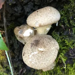 Veiled Oyster thumbnail 4