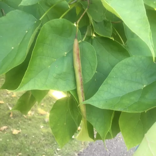 northern catalpa