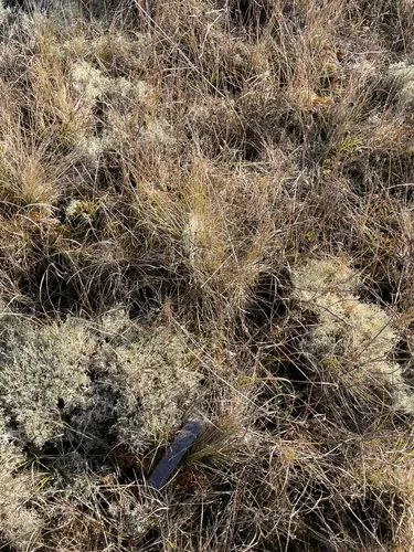 Cladonia ciliata
