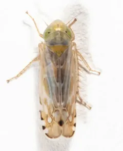 Cosmotettix bilineatus thumbnail 2
