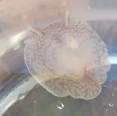 dwarf warty pleurobranch thumbnail 3