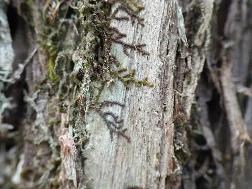 Selwyn's Scalewort