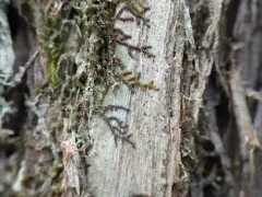 Selwyn's Scalewort thumbnail 1