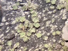 Buellia griseovirens thumbnail 2