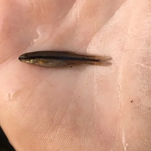 Western Blacknose Dace