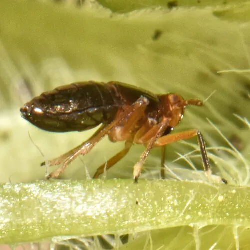 Pissonotus marginatus