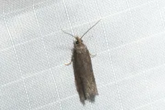 Epinotia myricana thumbnail 4