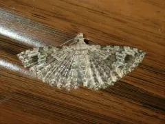 Alucita adriendenisi thumbnail 2
