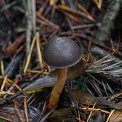 Olive Pine Spike thumbnail 3