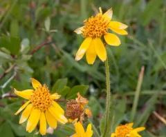 Subalpine Arnica thumbnail 3