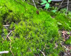 Dicranum pallidisetum thumbnail 2