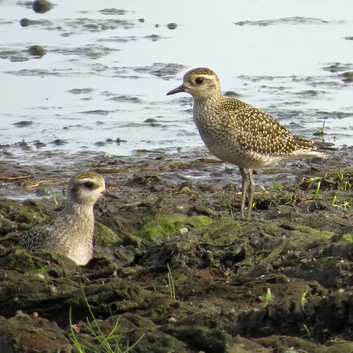 American Golden-Plover