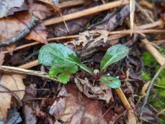 Elliott's goldenrod thumbnail 1