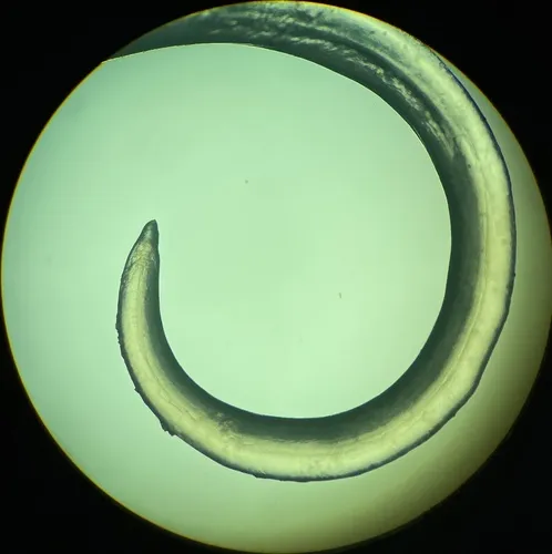 Contracaecum osculatum