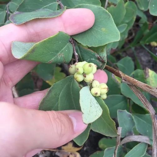 Western Snowberry