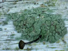 Frog Whiskers thumbnail 3