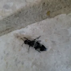 hairy rove beetle thumbnail 2