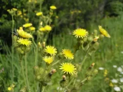 Marsh Sow-thistle thumbnail 1