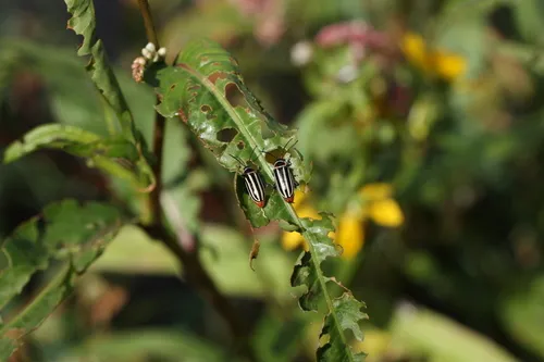 Disonycha uniguttata