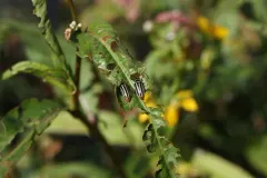 Disonycha uniguttata thumbnail 1
