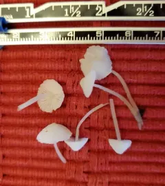 Ivory Bonnet thumbnail 3